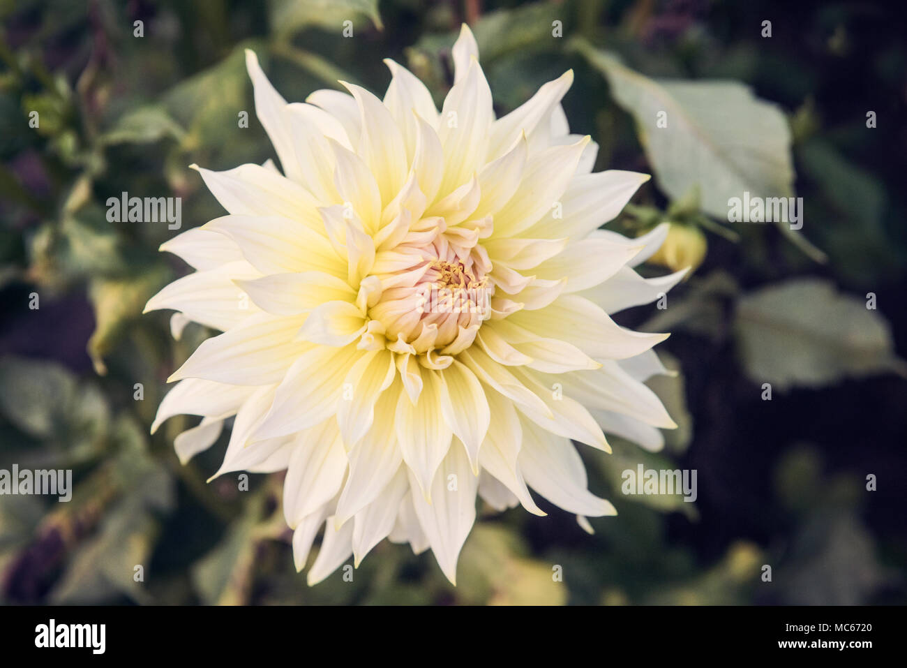 Chiudere la foto del Fiore Dahlia Foto Stock