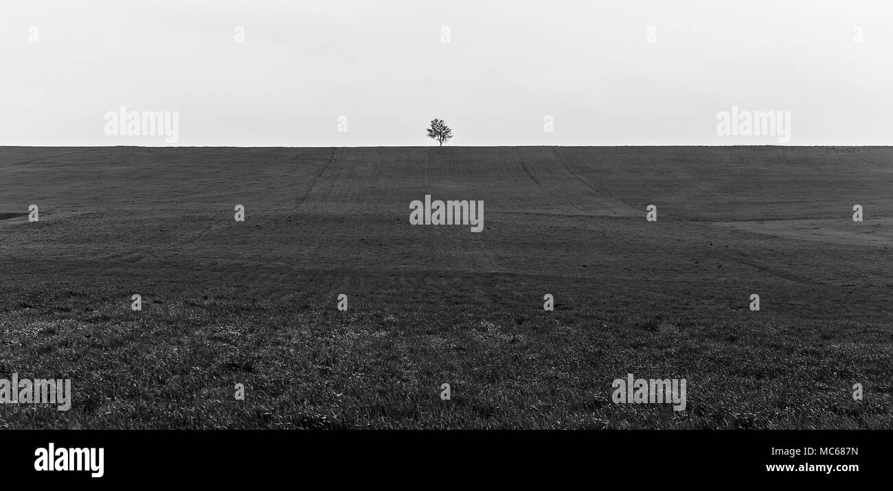 Albero solitario su un campo a molla Foto Stock