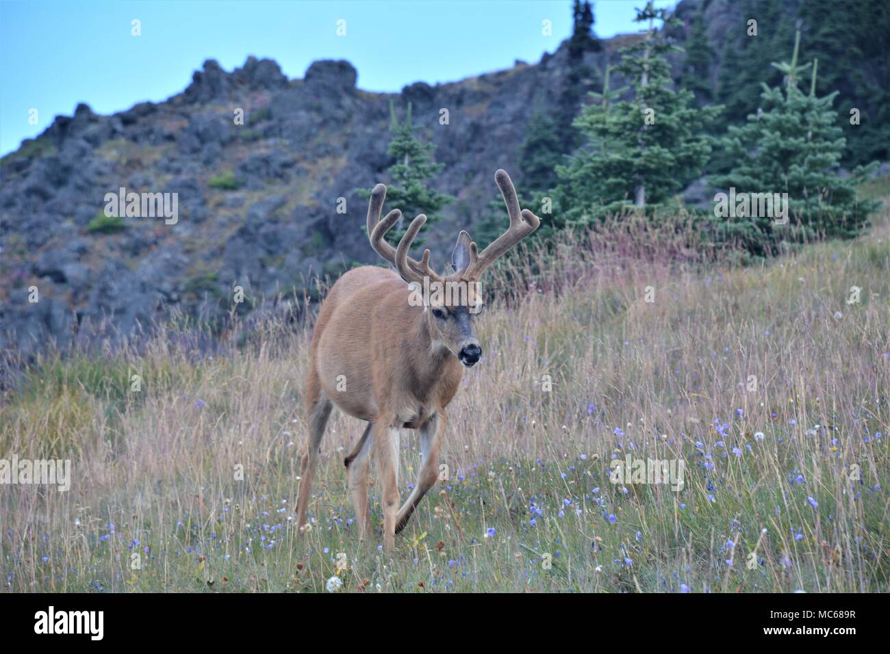 Grandi Columbia nero-tailed deer pascolare su Hurricane Ridge Olympic National Park, Stati Uniti di Washington Foto Stock