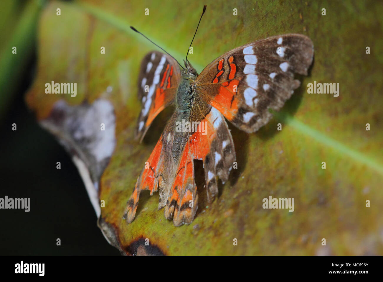 Anartia amathea (Linnaeus, 1758). Lepidoptera Nymphalidae: Foto Stock