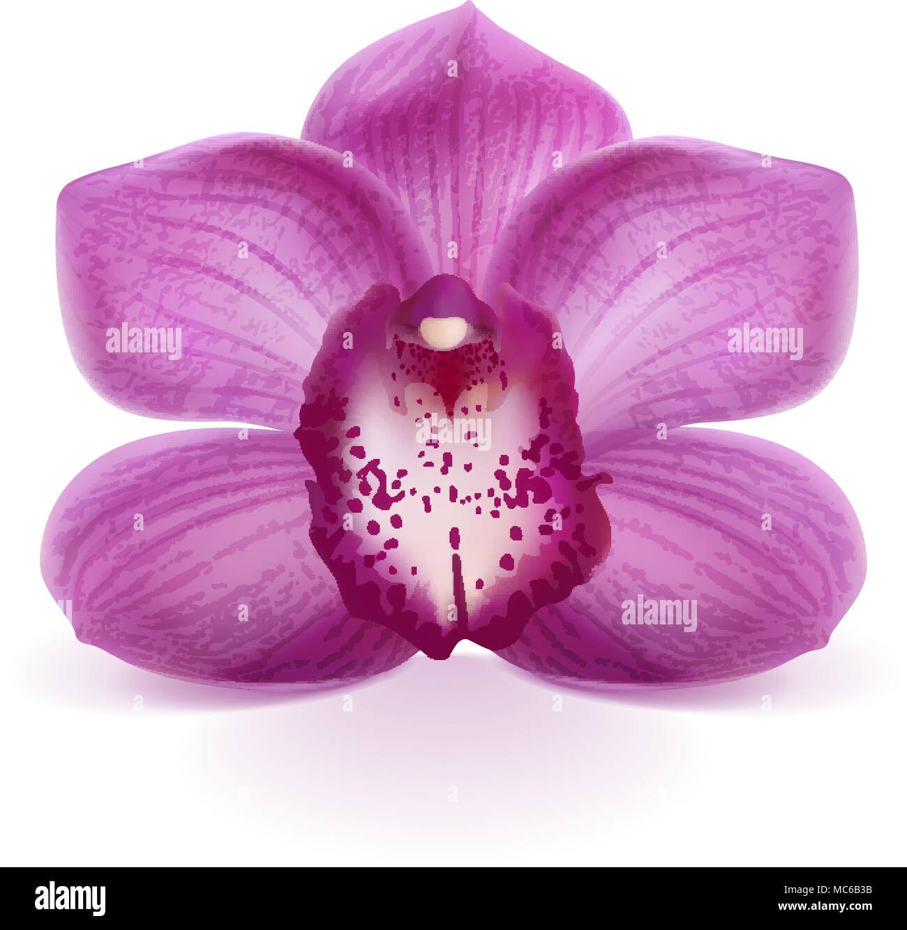 Fiori di orchidea viola su sfondo bianco Illustrazione Vettoriale