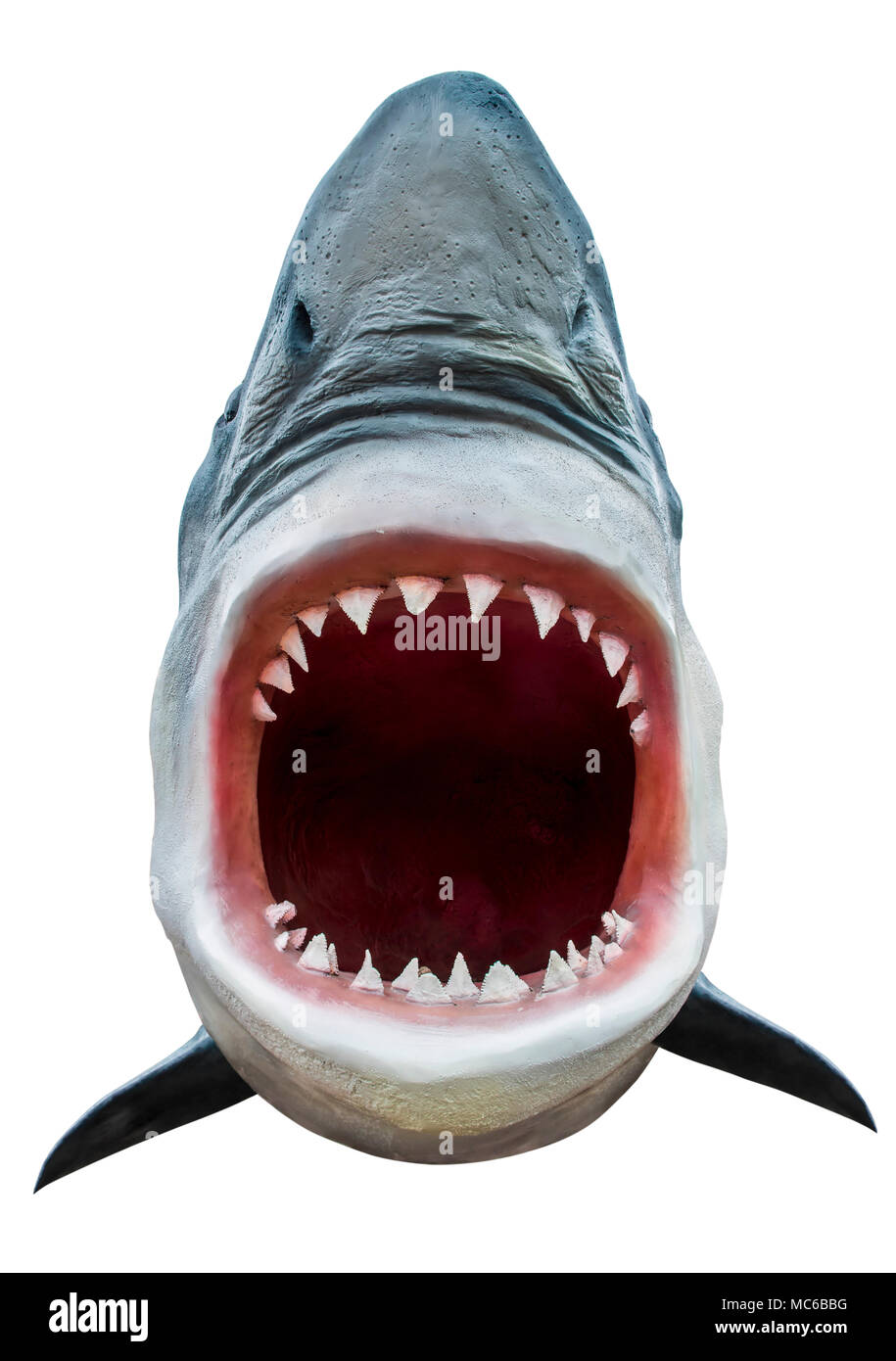 Modello di squalo con la bocca aperta closeup. Isolato su bianco. Percorso incluso. Foto Stock