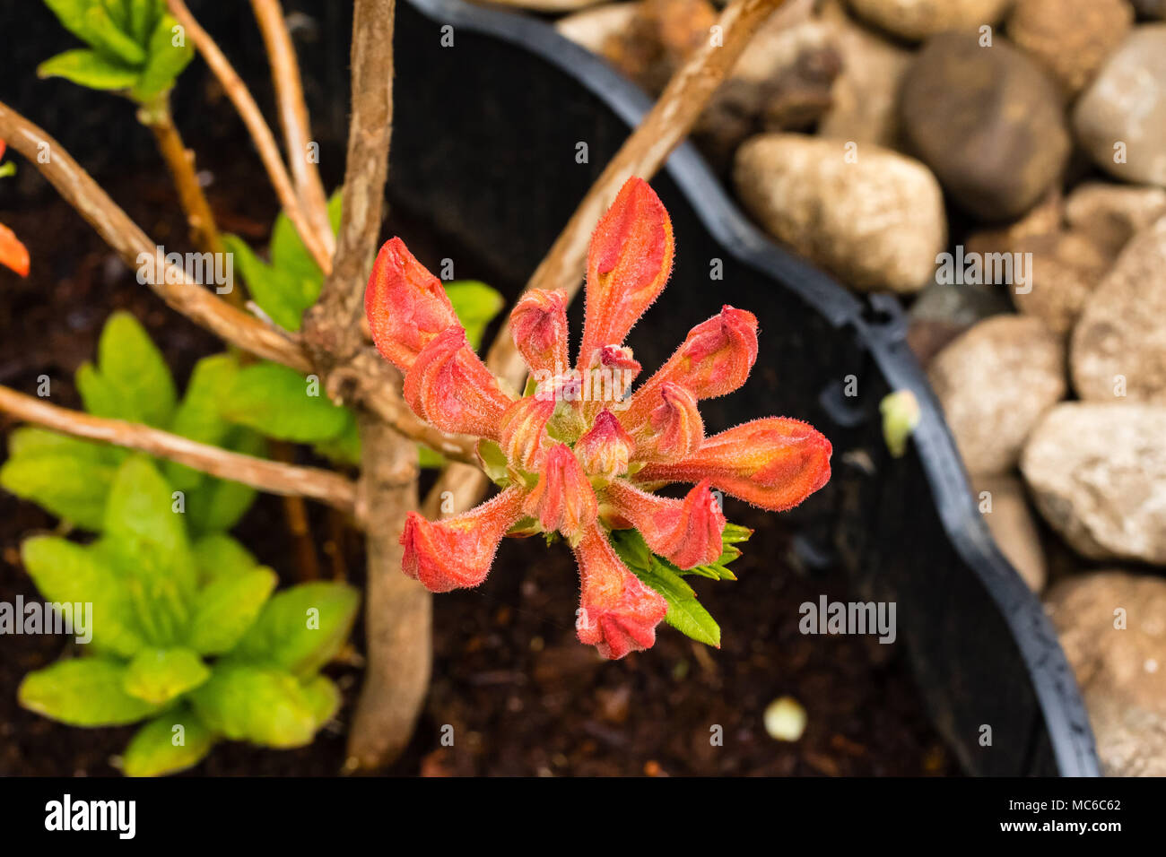 In prossimità di una luce di mandarino Azalea bloom Foto Stock