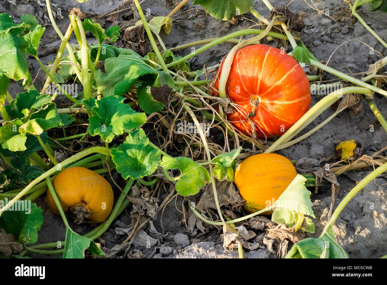 Organici campo di zucca in sera prima del tramonto. Foto Stock