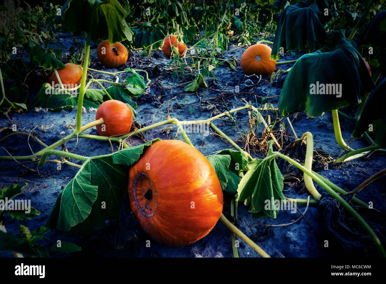 Organici campo di zucca in sera prima del tramonto. Modificati per scuro effetto misterioso. Foto Stock