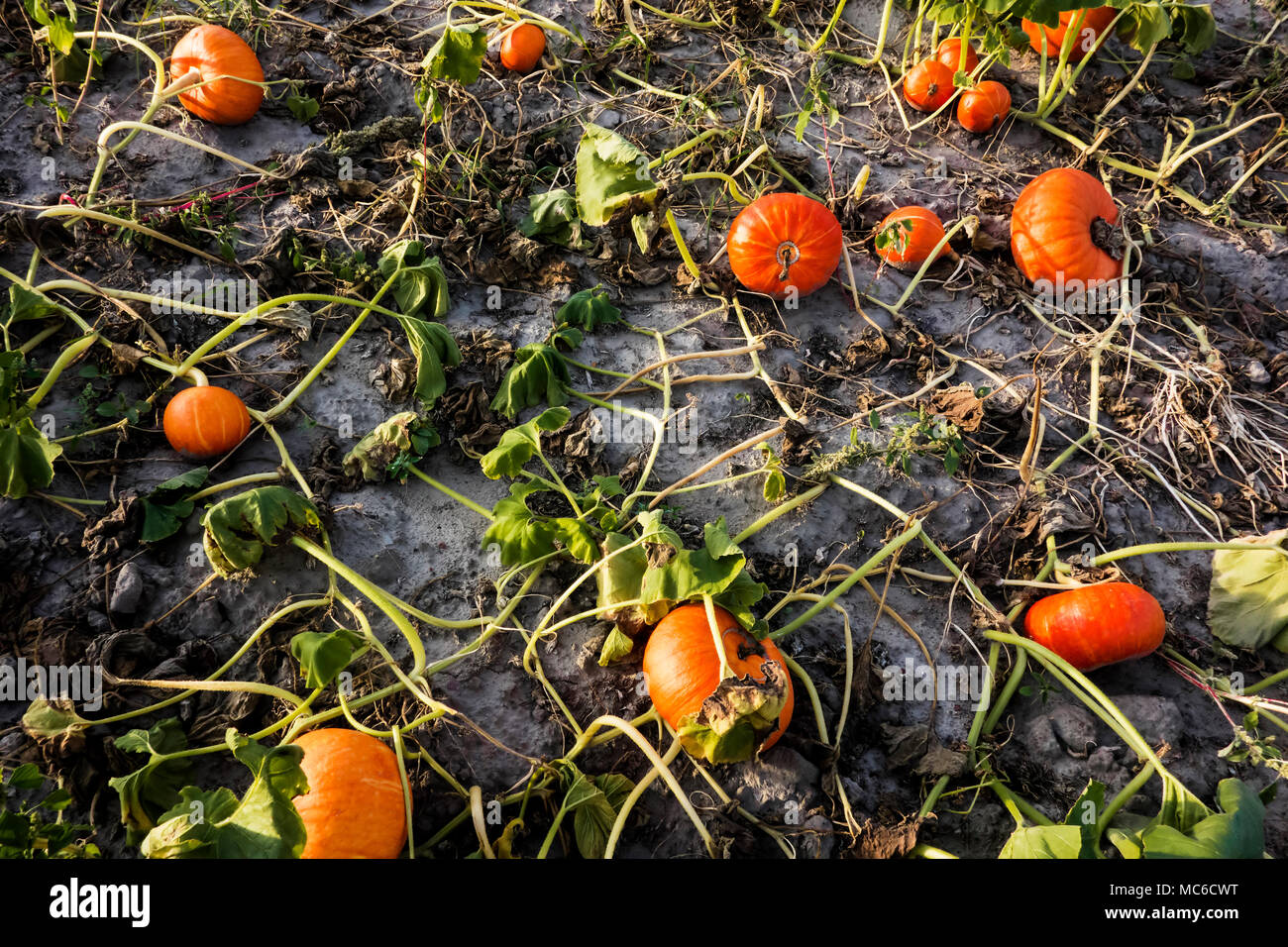 Organici campo di zucca in sera prima del tramonto. Foto Stock