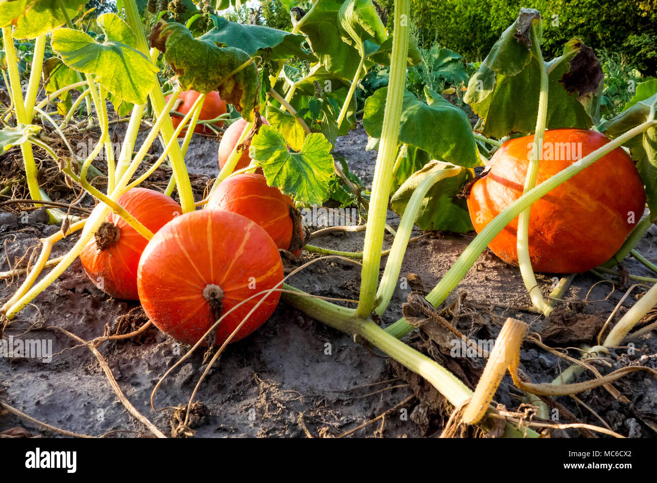 Organici campo di zucca in sera prima del tramonto. Foto Stock