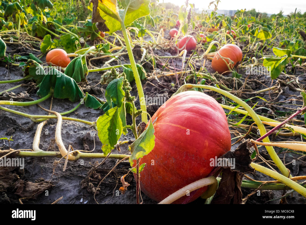 Organici campo di zucca in sera prima del tramonto. Foto Stock