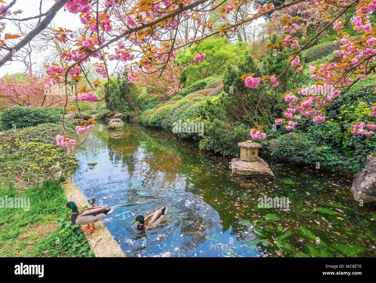 Roma (italia) il giardino botanico in trastevere è un parco di ... Giardini giapponesi in italia