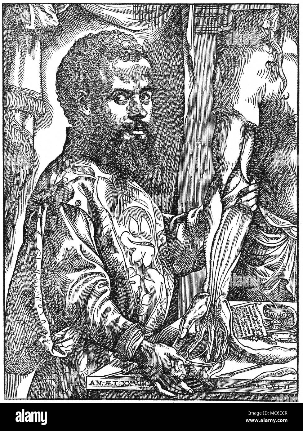 MEDICAL - VESALIUS ritratto del grande anatomista e medico, Andreas Vesalius (1493 - 1541), nel 1542. Da Vesalius, De humani Corpori Fabrica, 1542. Il primo essere umano la dissezione Vesalius did è detto di essere stato sul cadavre di un criminale, che erano stati impiccati sul patibolo a Lovanio. Foto Stock