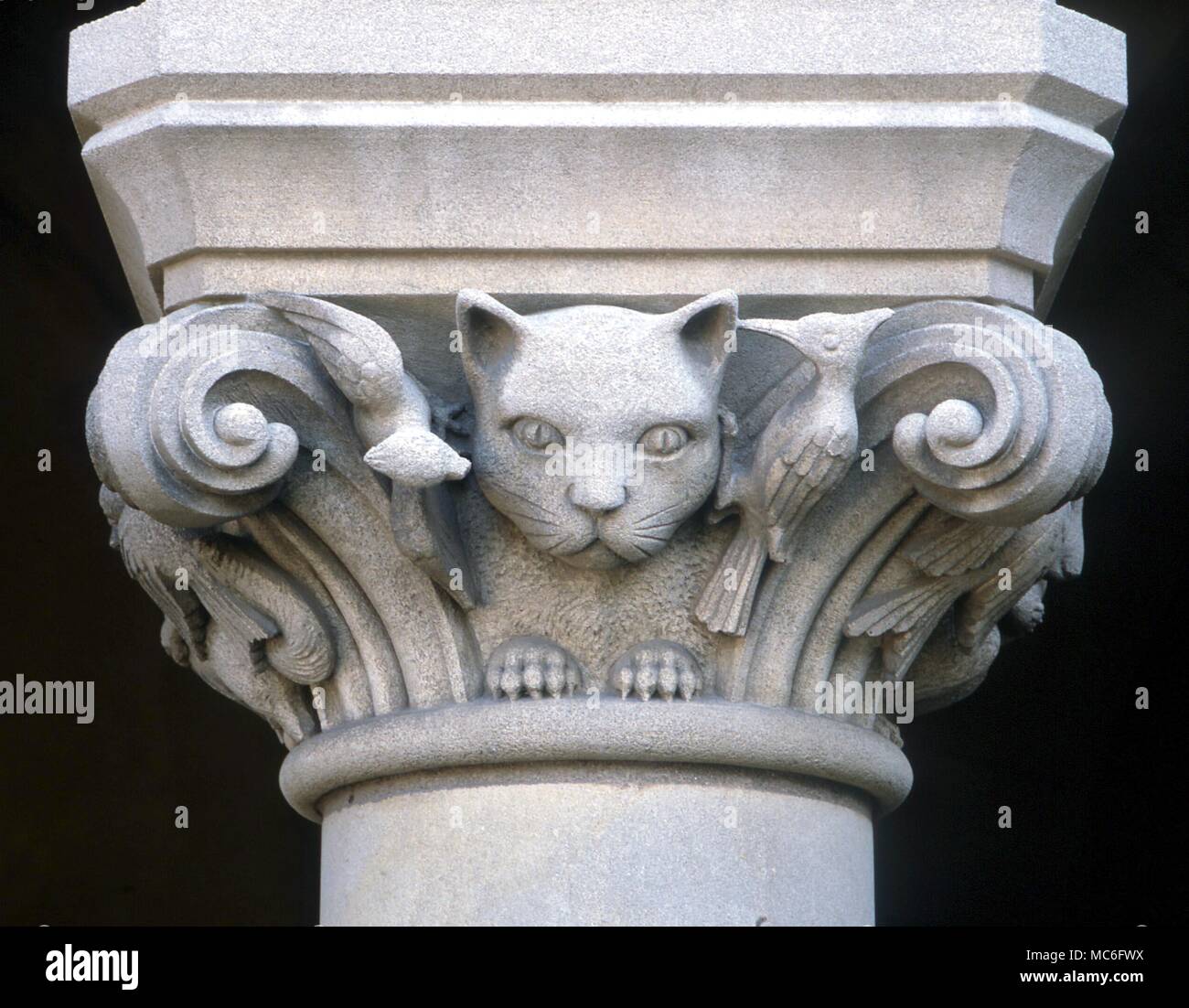 Gatto in testa su uno dei capitelli del lato occidentale della Cattedrale di Washington Foto Stock