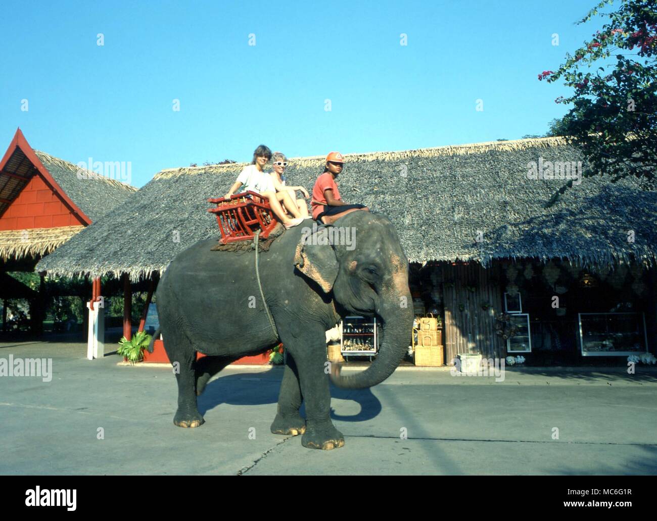 Thailandia, il Giardino delle Rose, elefante Foto Stock