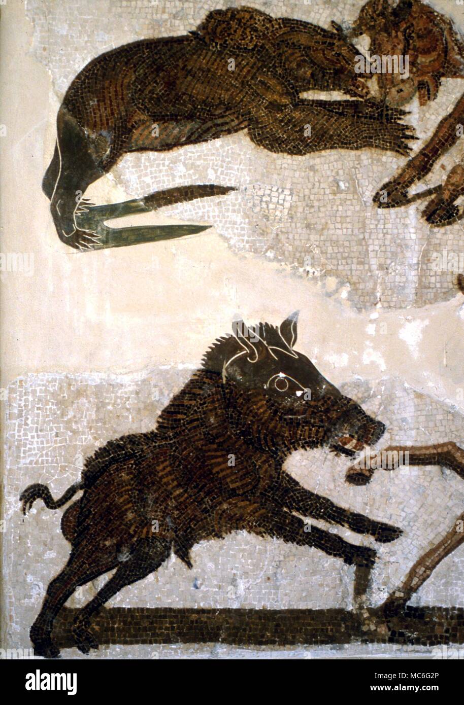 Animali - cinghiali in un pavimento a mosaico, relativi alle attività di gladiatori. In precedenza ad El Djem (Thysdrus), ma ora nel museo di Sousse, Tunisia Foto Stock