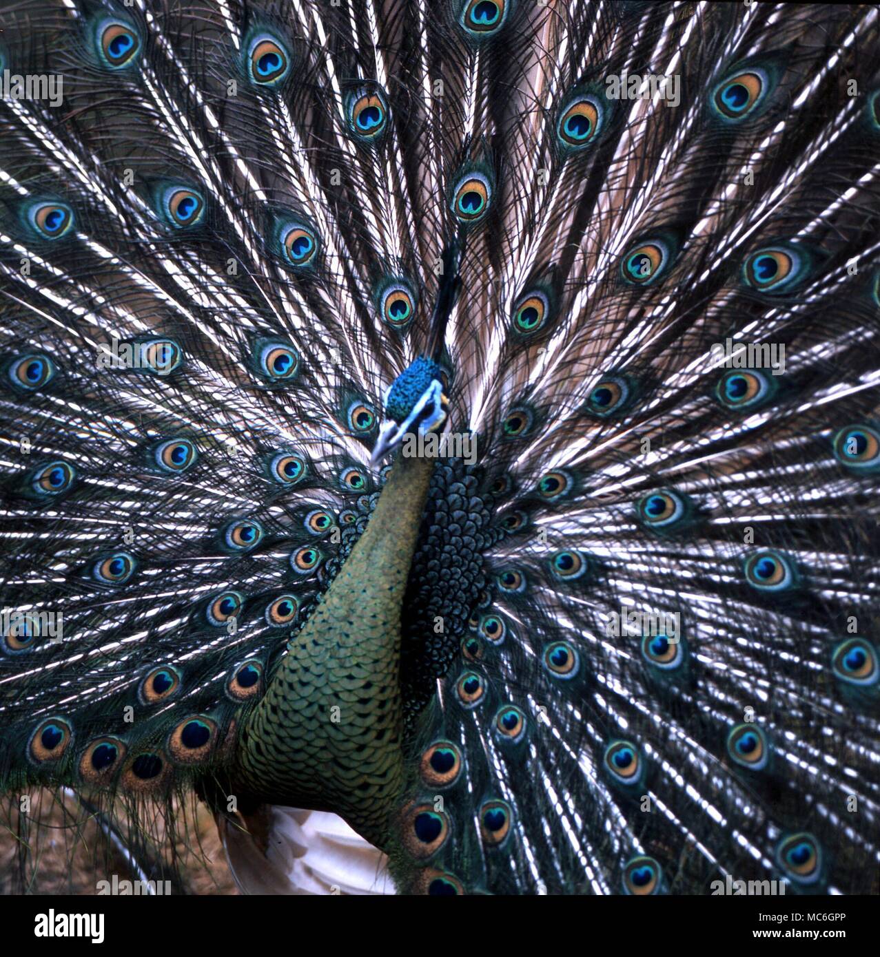 Peacock con il tail rialzato, sacro alla dea Giunone Foto Stock