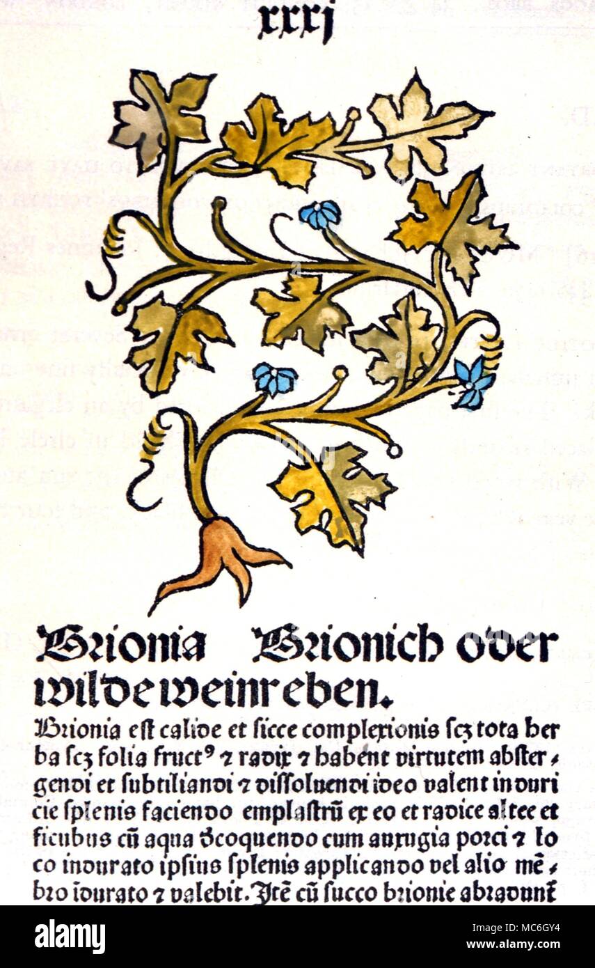Medicina medievale - erbe. Il Briony impianto, da Passau erbe del 1485. Questo è il libro più raffinati da Johann Petri's workshop, e talvolta è chiamato Herbarius Foto Stock