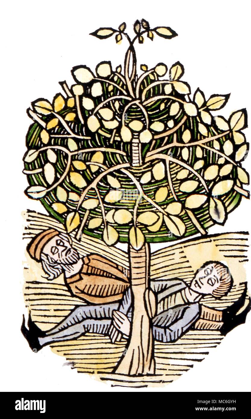 Medicina medievale a base di erbe - Il veleno albero. Xilografia di circa 1493 illustrante il traveller's tales dell'albero, l'ombra dei quali è velenoso per coloro che dormono sotto di esso Foto Stock