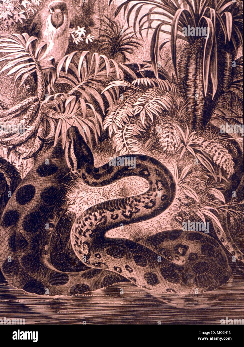 Brasile Automobilisti Fermano Il Traffico Per Far Attraversare Un Anaconda Gigante Di 3 Metri Greenme