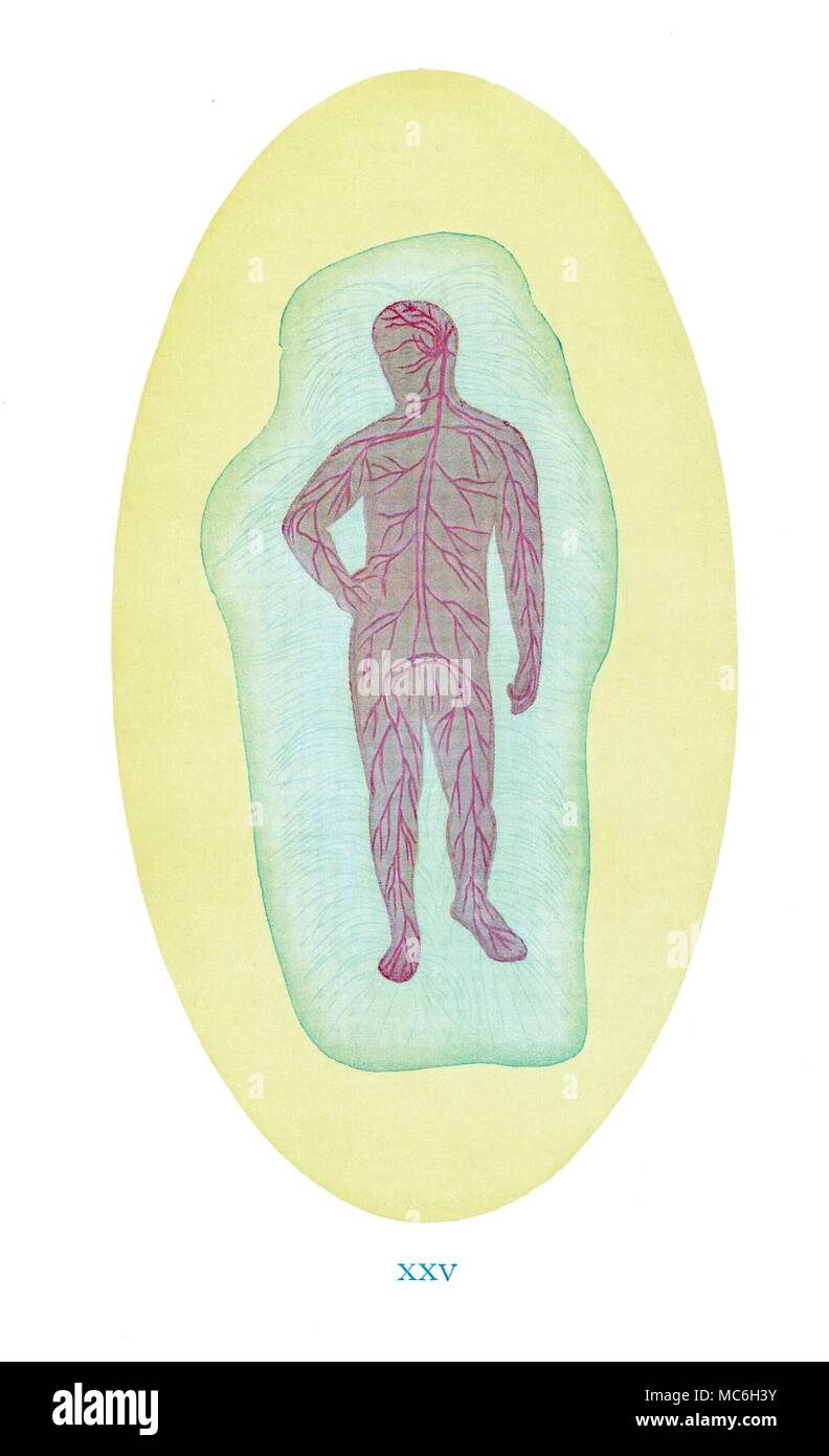 Teosofia - Corpi astrale - il corpo eterico di uno dei corpi spirituali dell uomo, come rivelato dalla maggiore chiaroveggenza.Dal 1920 edizione di Charles Leadbeater, uomo visibile e invisibile. Esempi di diversi tipi di uomini come si vede per mezzo della formazione di chiaroveggenza. Il corpo eterico è invisibile alla visione ordinaria, ma che non deve essere inteso come una massa di debolmente viola luminoso-grigio nebbia, compenetranti egli parte più densa del corpo fisico. Tra le altre cose, è il veicolo di lui forze vitali sul piano fisico: per questo motivo è a volte chiamato Health-Aura. Il Foto Stock