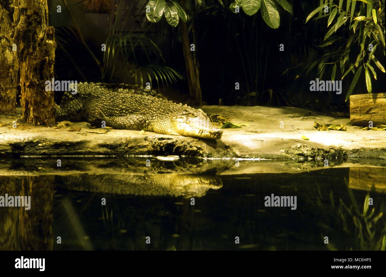 Monster coccodrillo in acqua zoo a Sydney, Australia. Foto Stock