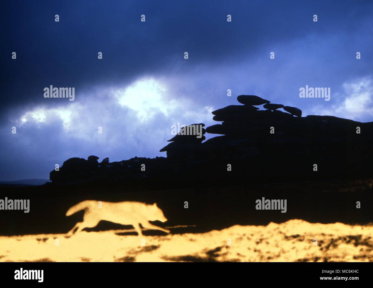 I fantasmi di cani - Wolf-come il cane che corre contro un drammatico affioramento di rocce (Bodmin Moor). - Â®Charles Walker / Foto Stock