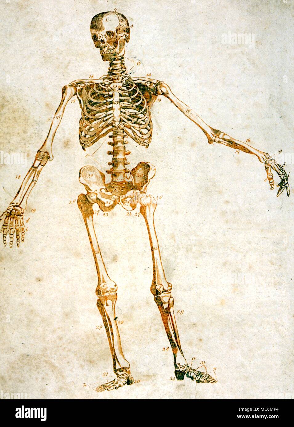 Medical. Il sistema scheletrico secondo Culpeper da 'Culpeper il medico inglese e a base di erbe completa'' 1805' Foto Stock
