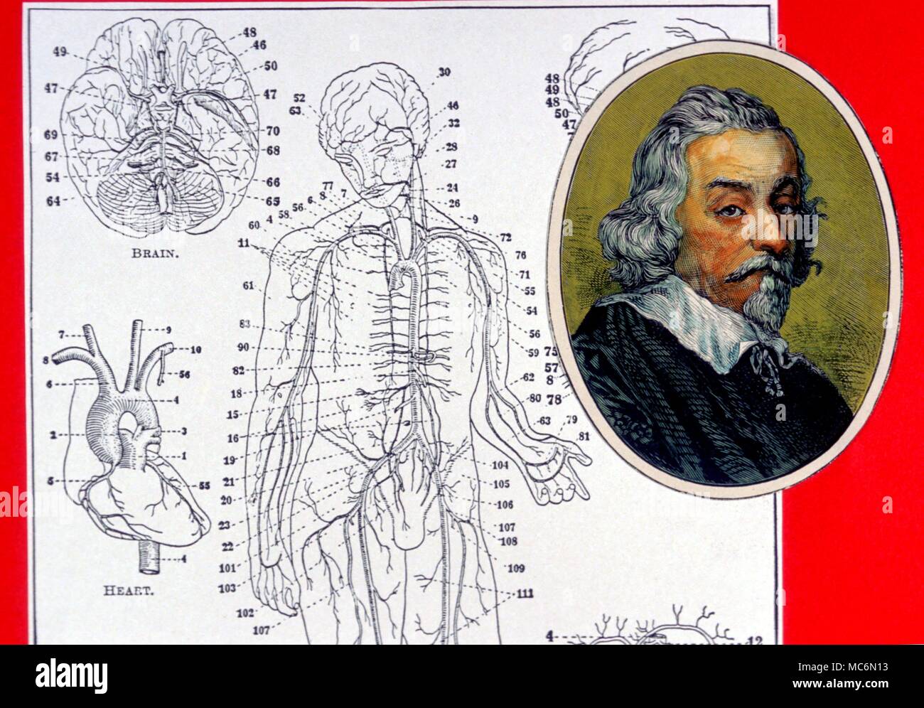 Medical - Harvey. Ritratto di William Harvey, che è accreditato con la scoperta della circolazione del sangue. Foto Stock