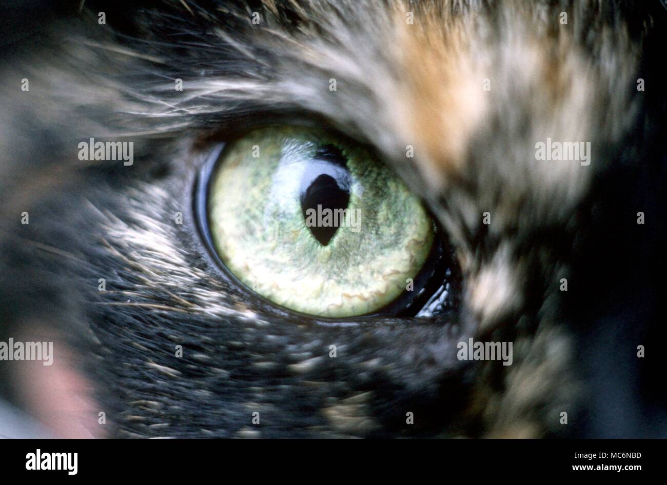 Cat l'occhio di gatto con il suo allievo curioso Foto Stock