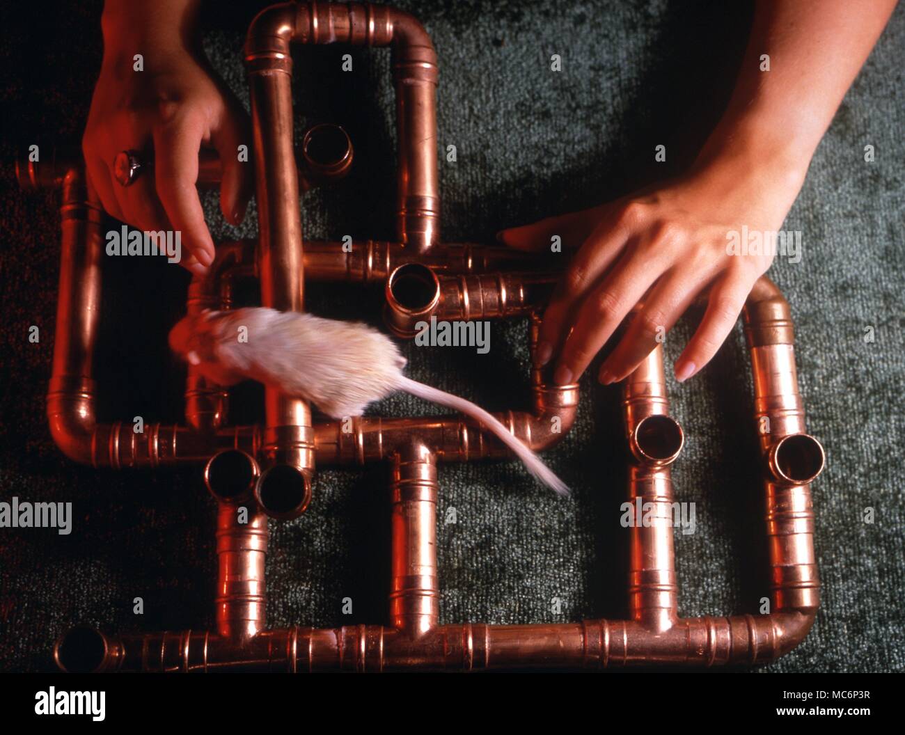 Myomancy- Divinazione con l aiuto di un mouse. La creatura è introdotto in un labirinto e il futuro è interpretato in termini di uscita (di cui ne esistono molti altri) da dove il mouse emerge. 2004 Charles Walker / Foto Stock