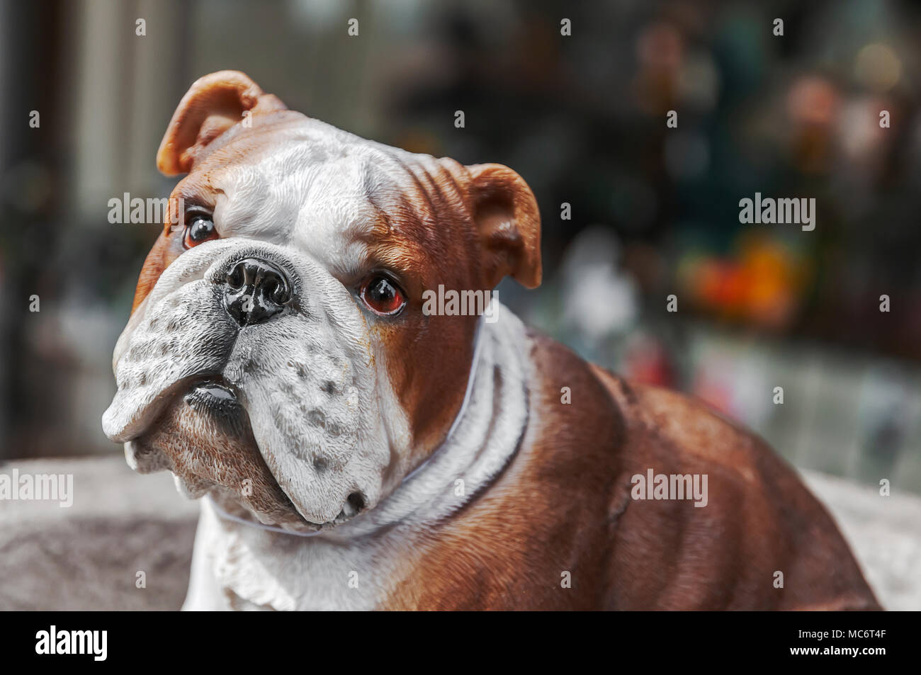 Francia bulldog cane giocattolo che sembra molto triste Foto Stock