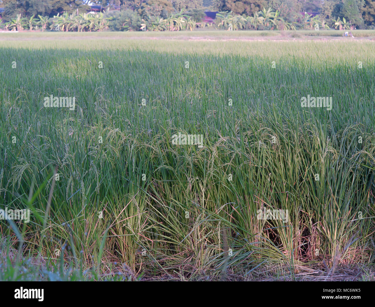 Campi di riso , cereali cibi del mondo Foto Stock