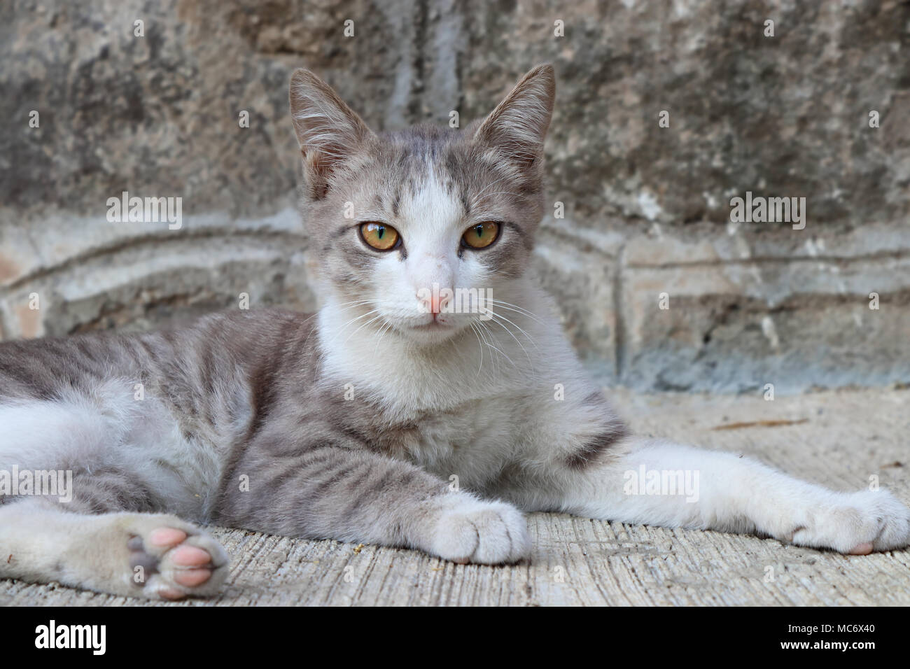 Grigio-bianco gattino seduto in un maestoso pongono Foto Stock