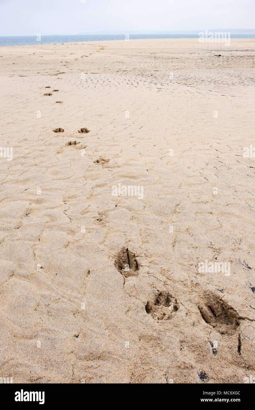 Una linea di lone big dog zampa stampa nella sabbia dorata della spiaggia che conduce verso il mare lontano dalla spiaggia di sabbia. Godere della libertà. Foto Stock