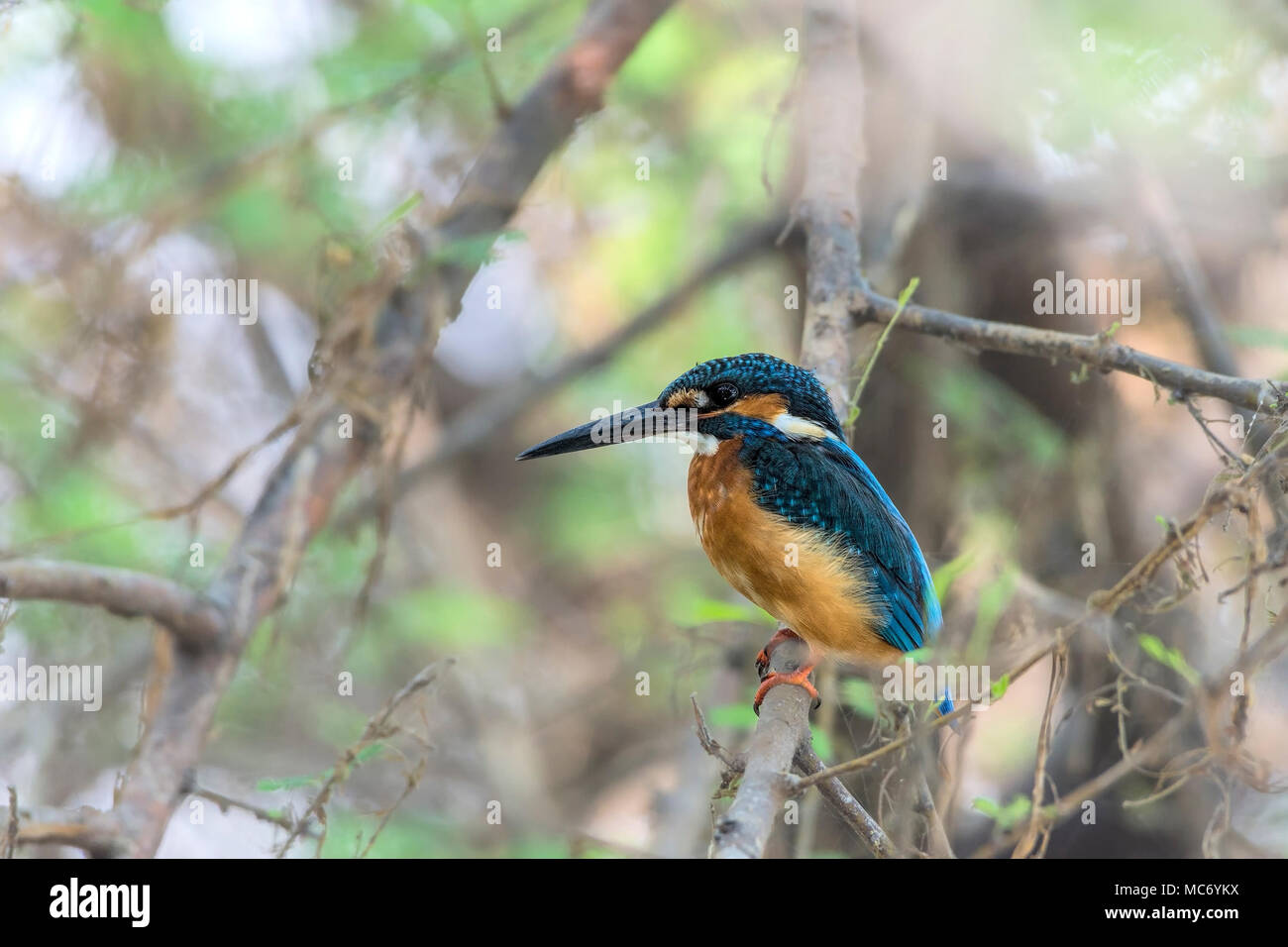 Common Kingfisher (Alcedo atthis) sul ramo. Foto Stock