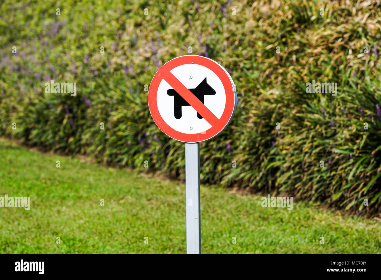 Nessun cane ammessi segno nel parco Foto Stock