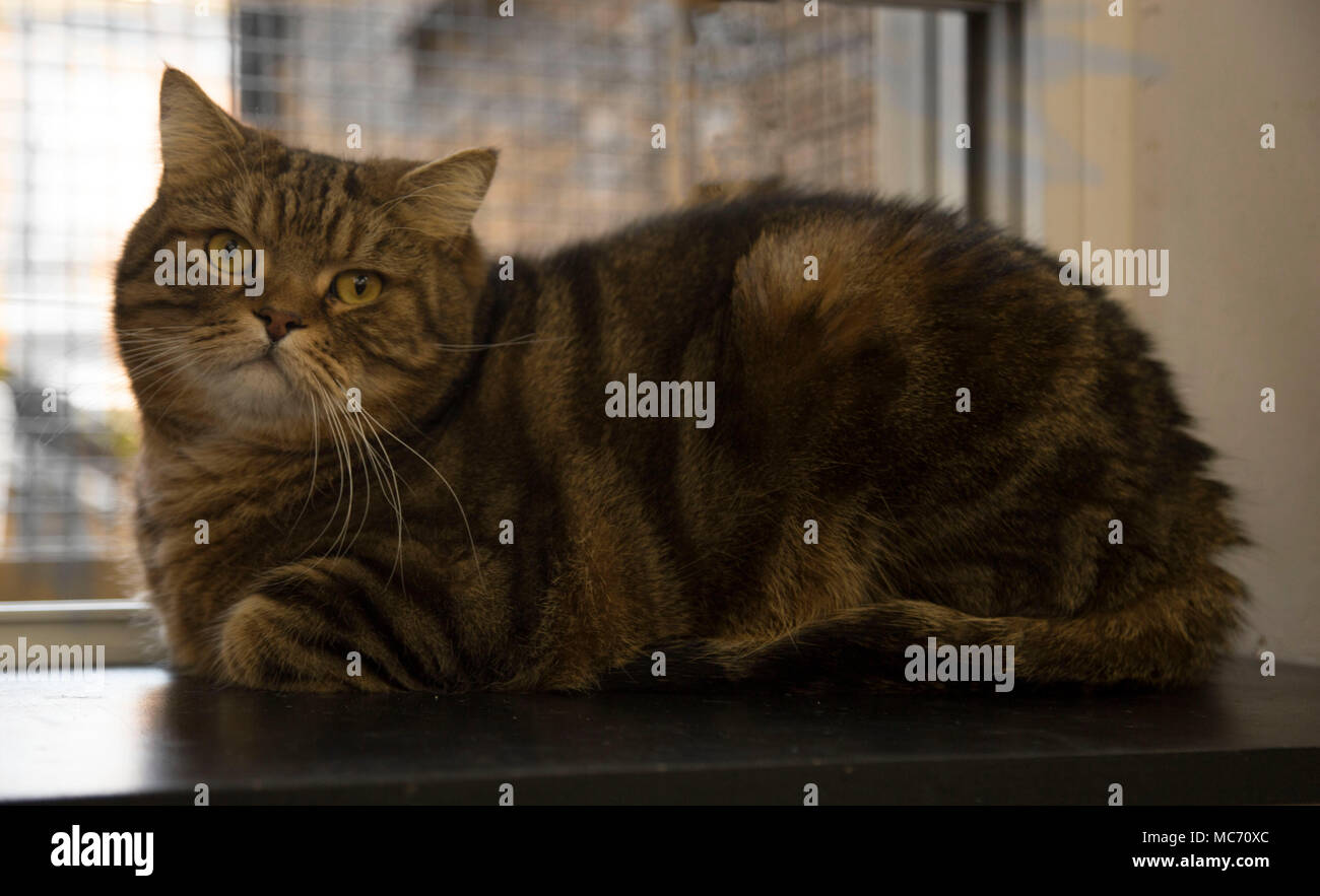Piscina tabby Fat Cat con faccia piana Foto Stock