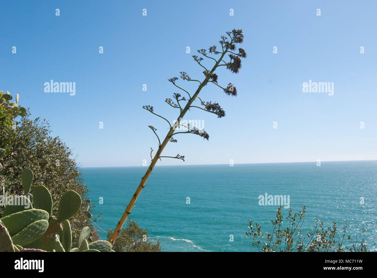 Macchia mediterranea immagini e fotografie stock ad alta risoluzione