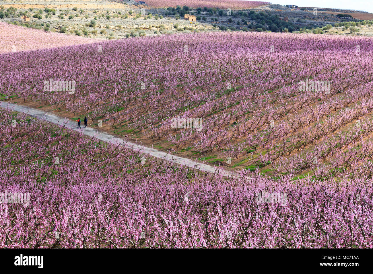 Gli escursionisti a piedi in campi di pesco in fiore rosa a molla, ad Aitona, Catalogna, Spagna Foto Stock