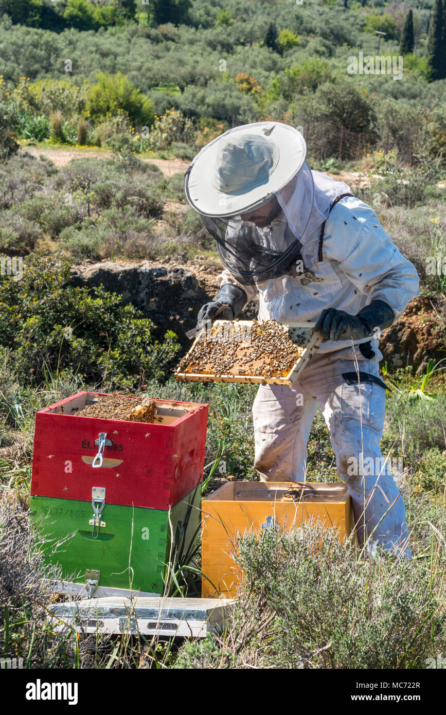 Un apicoltore rimozione di api mellifere dall'alveare per ispezione. Vicino a Kardamyli nelle mani esterna, Peloponneso, Grecia Foto Stock
