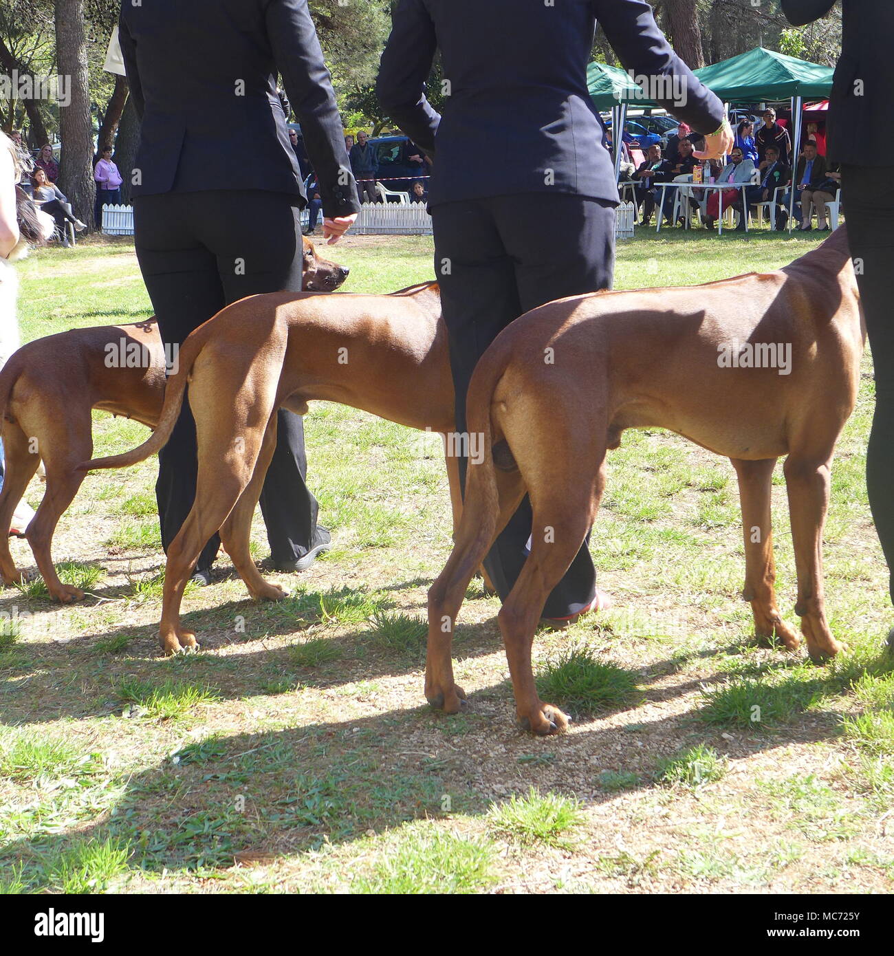 Presso la Mostra canina Foto Stock