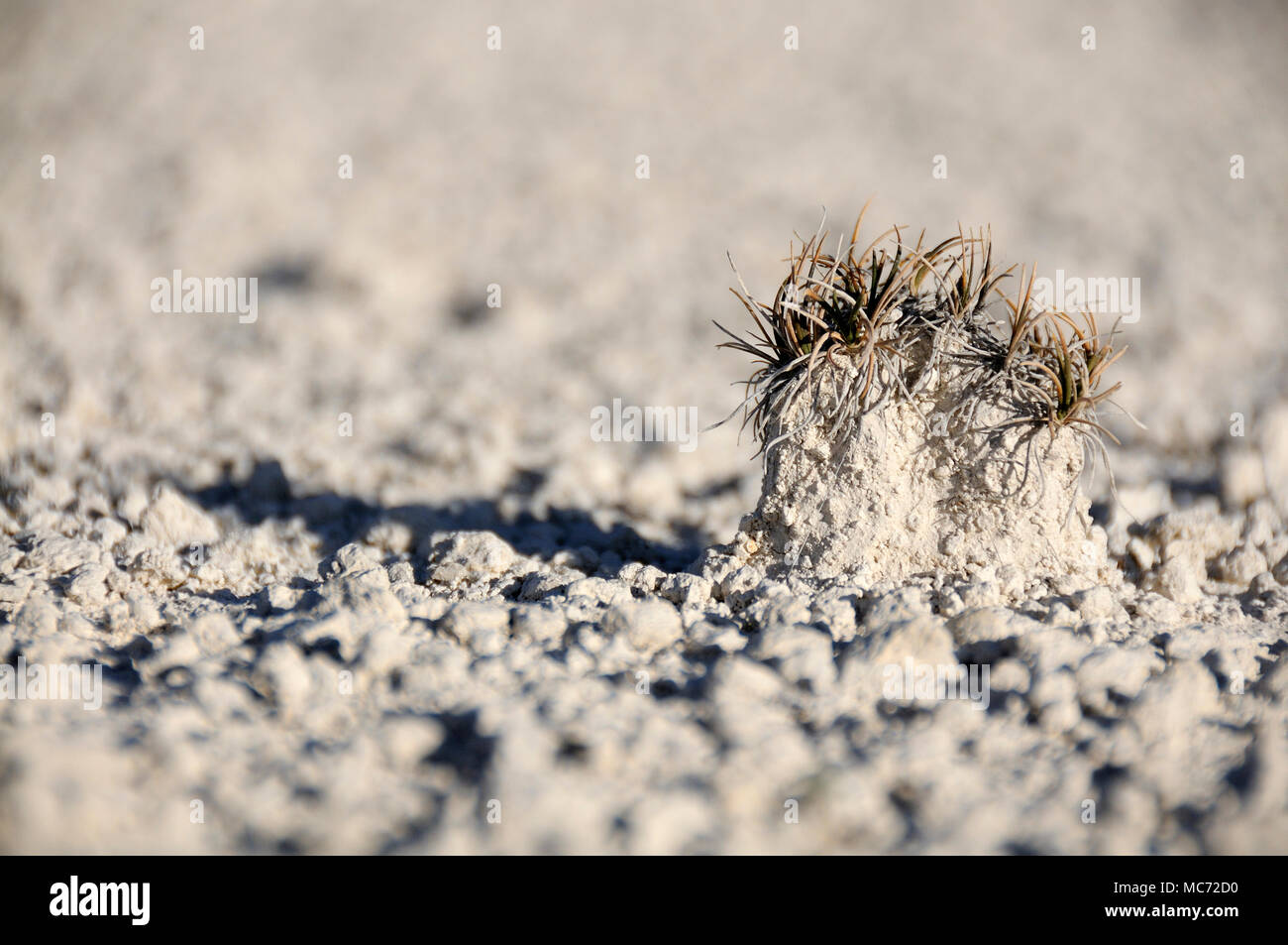 Erosione del suolo, sabbia bianca Foto Stock
