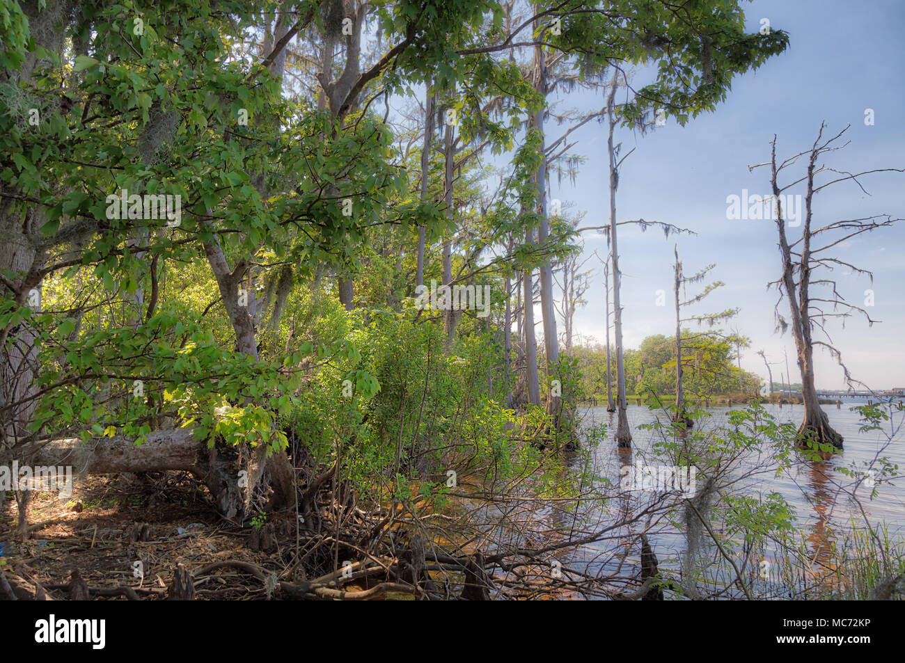 Walter Jones Park Foto Stock