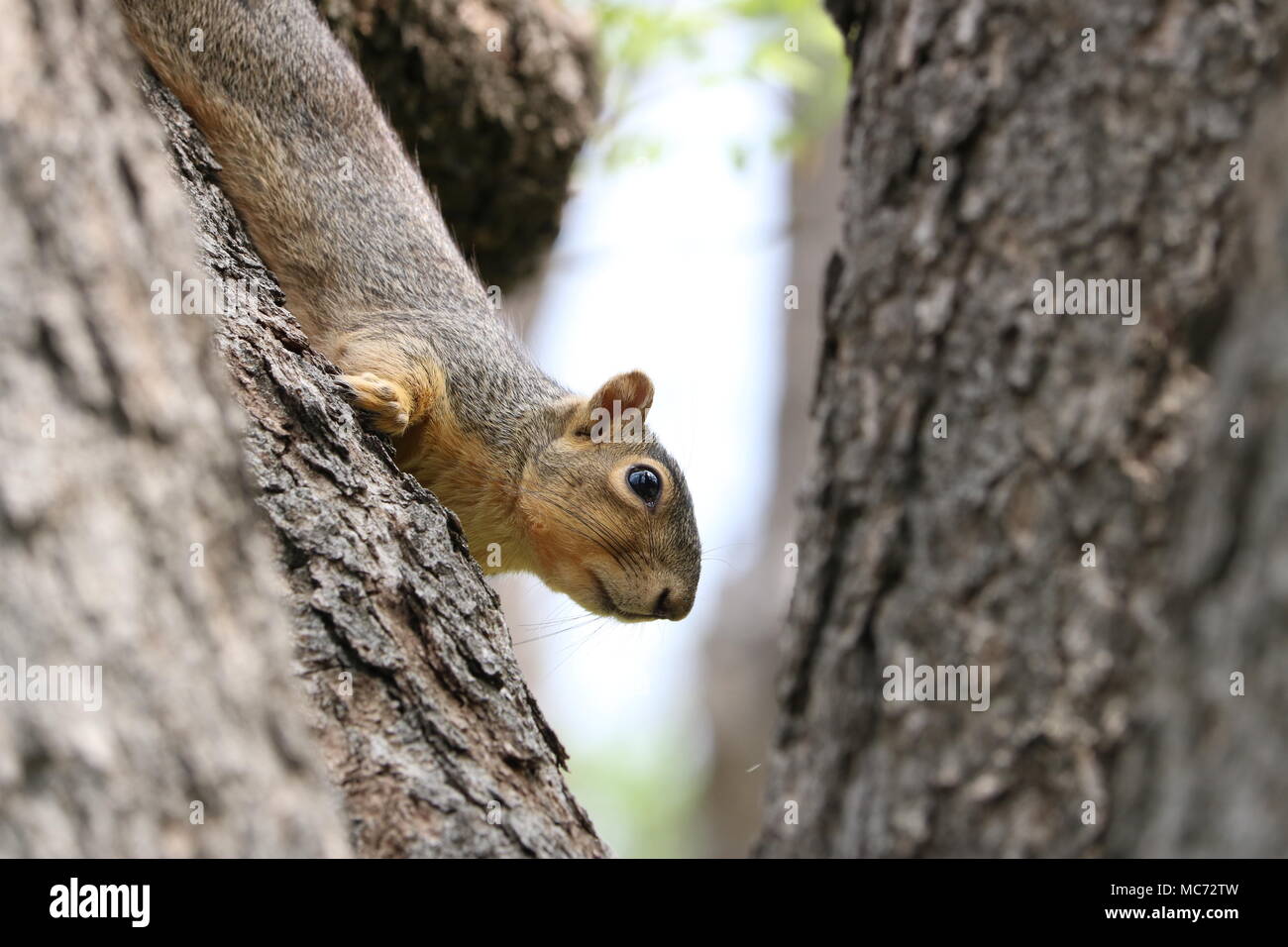 Spaventato scoiattolo nella struttura ad albero nel fuoco selettivo Foto Stock