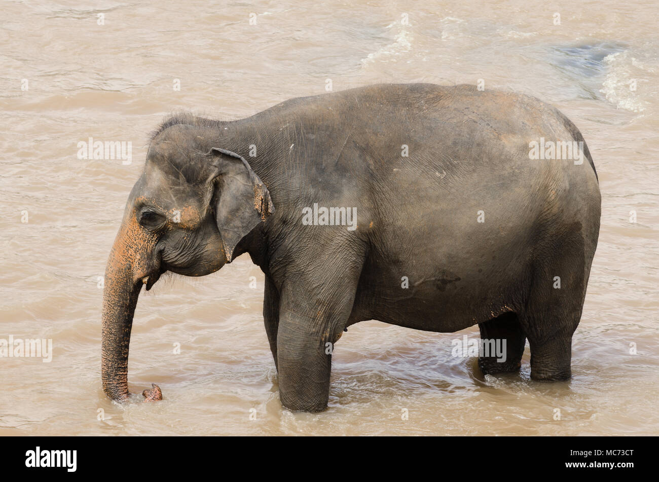 L'Orfanotrofio degli Elefanti di Pinnawela Sri Lanka. Gli animali la balneazione nel fiume. Tourist hot spot Foto Stock