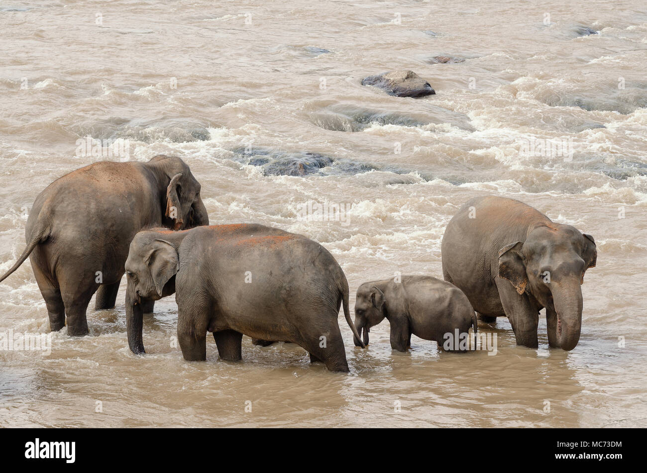 L'Orfanotrofio degli Elefanti di Pinnawela Sri Lanka. Gli animali la balneazione nel fiume. Tourist hot spot Foto Stock