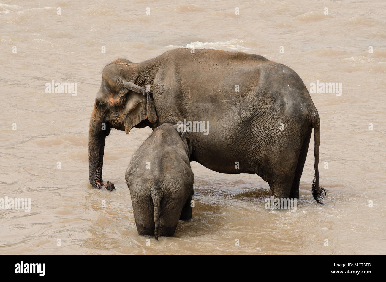 L'Orfanotrofio degli Elefanti di Pinnawela Sri Lanka. Gli animali la balneazione nel fiume. Tourist hot spot Foto Stock