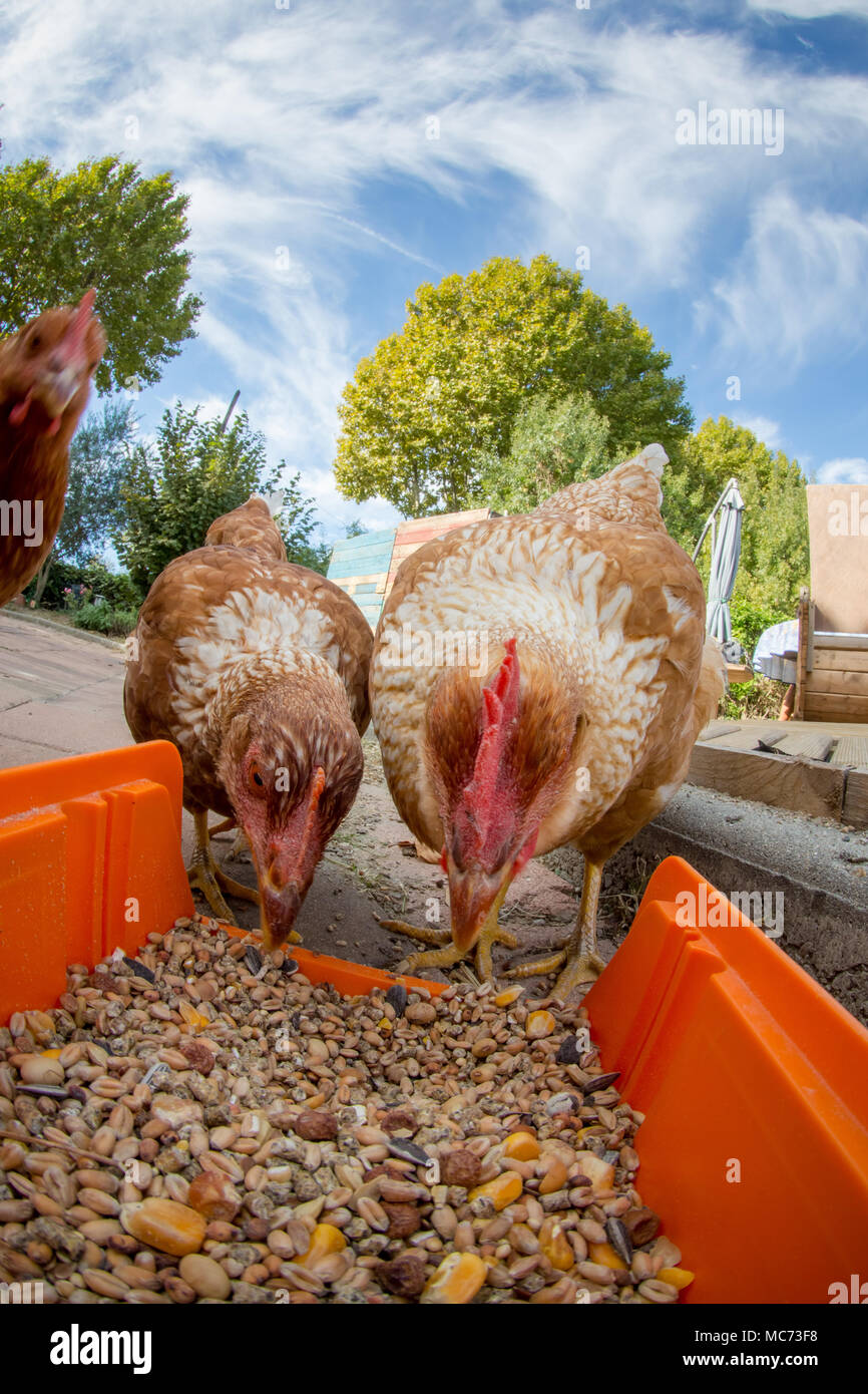 Funny galline che mangiare semi Foto Stock