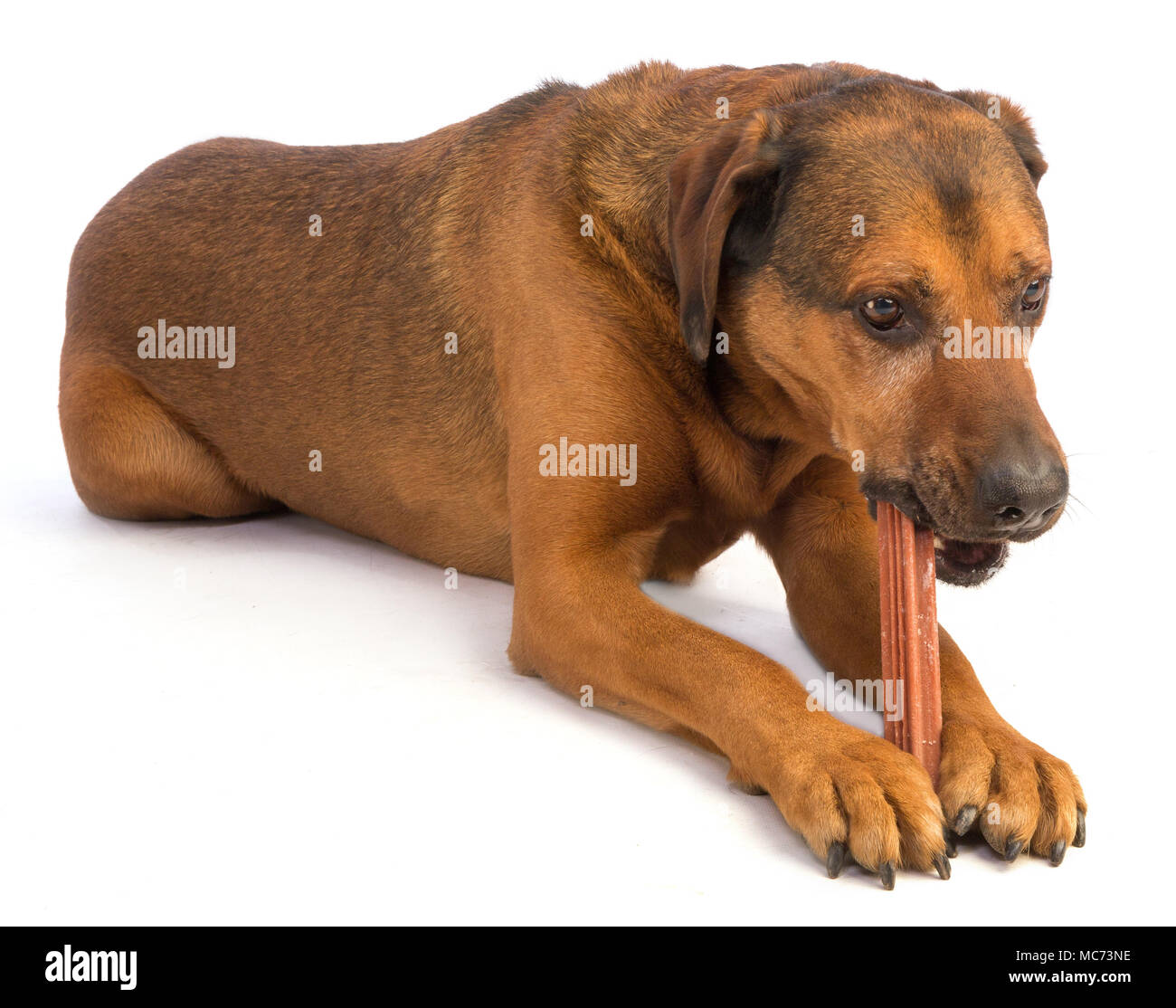 Grande cane marrone con capelli corti di mangiare un bastone di masticare su sfondo bianco Foto Stock