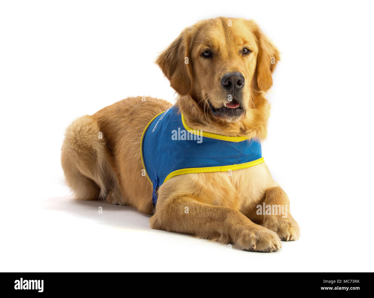 Golden Retriever cane guida per non vedenti con il suo blu elettrico Foto Stock