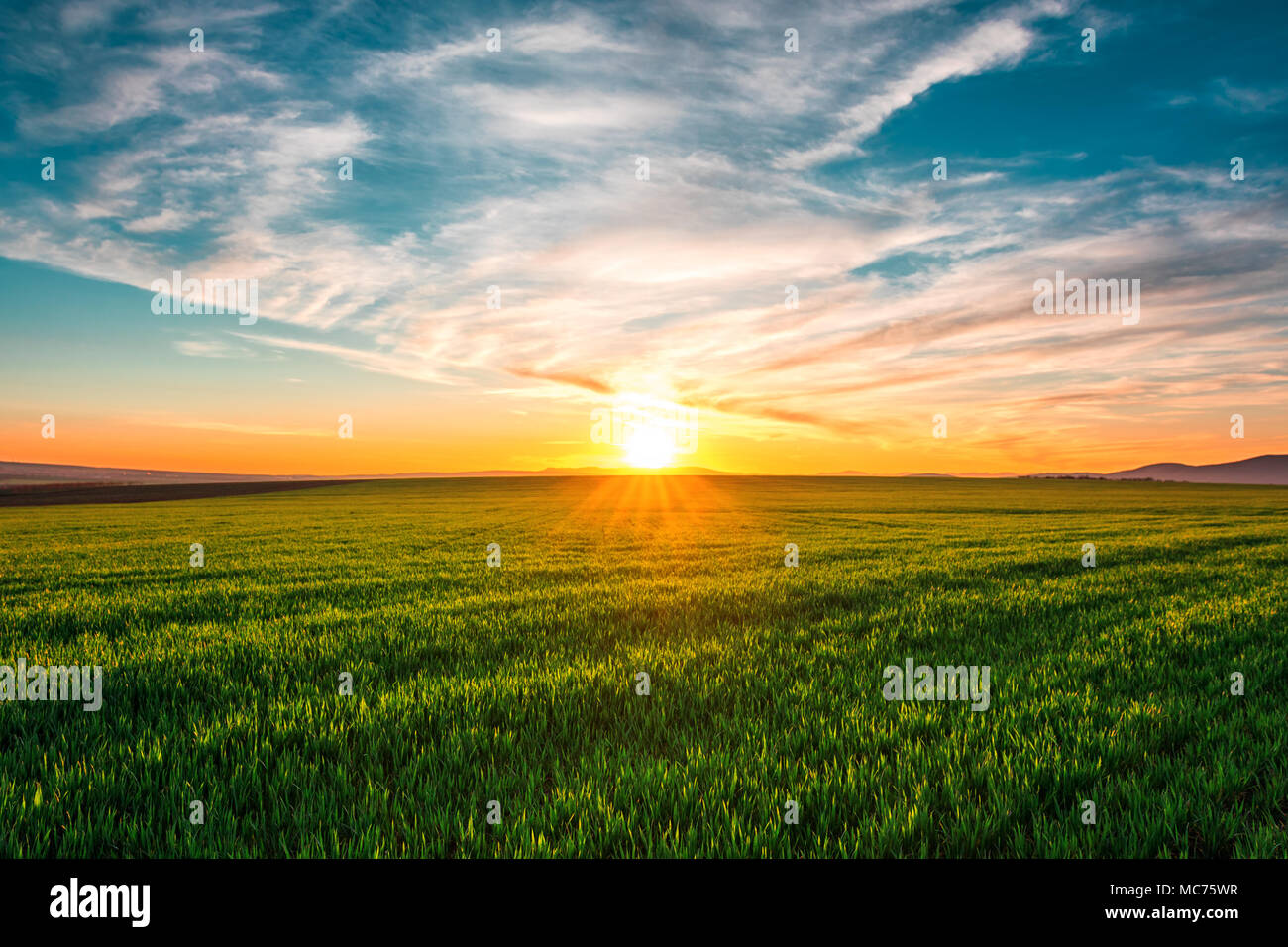 Paesaggio di primavera con campo di grano e nuvole. Foto Stock