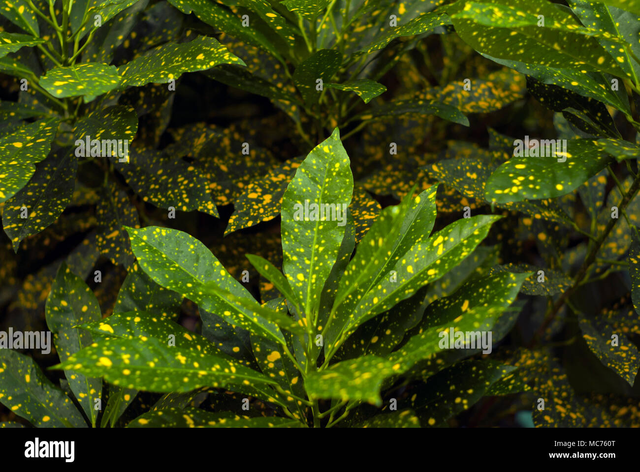 Sfondo floreale - verde in oro speckls foglie di polvere d oro Croton (Codiaeum variegatum, giardino croton o variegata di croton) Foto Stock